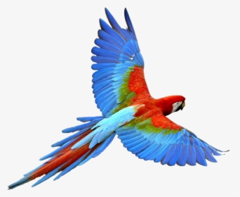 Parrot Transparent Image Parrot Animal, HD Png Download, Transparent PNG