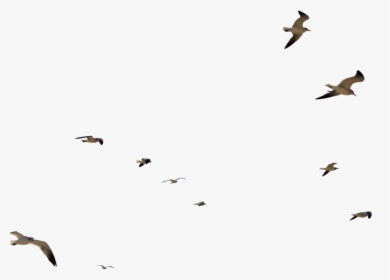 Bird Flight Flock, HD Png Download, Transparent PNG
