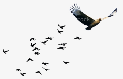 Bird Goose Flock, HD Png Download, Transparent PNG
