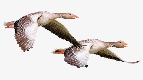 Isolated, Wild Duck, Bird, Nature, Animal, Fauna, HD Png Download, Transparent PNG