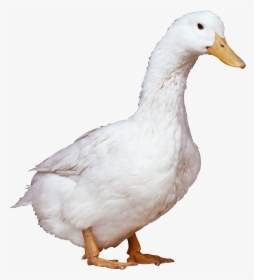 Best Free Duck Icon, HD Png Download, Transparent PNG