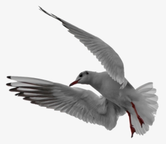 Seagull Flight Isolated Free Picture, HD Png Download, Transparent PNG