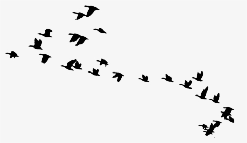 Flying Vector Bird Migration, HD Png Download, Transparent PNG