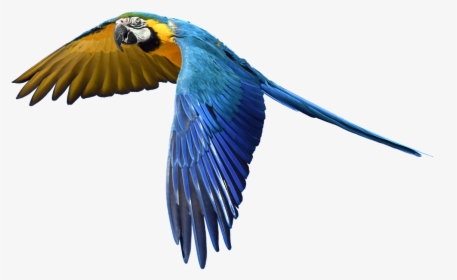 Parrot Flight Isolated Free Picture, HD Png Download, Transparent PNG