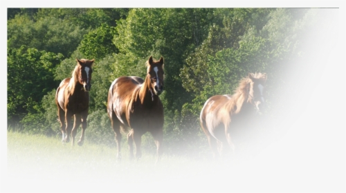 Horse Feed, HD Png Download, Transparent PNG