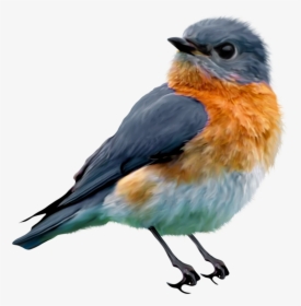 Isolated Birds Png, Transparent Png, Transparent PNG