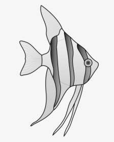 Clip Art Collection Of Free Angelfish, HD Png Download, Transparent PNG