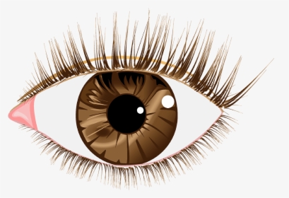 Eye Brown Lashes Free Picture, HD Png Download, Transparent PNG