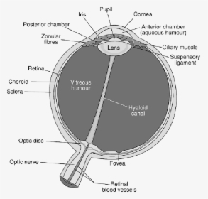 Diagram Of The Eye , Png Download, Transparent Png, Transparent PNG