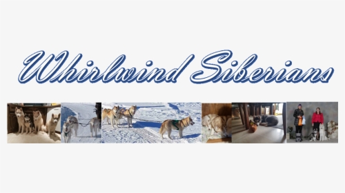 Whirlwind Siberians, HD Png Download, Transparent PNG