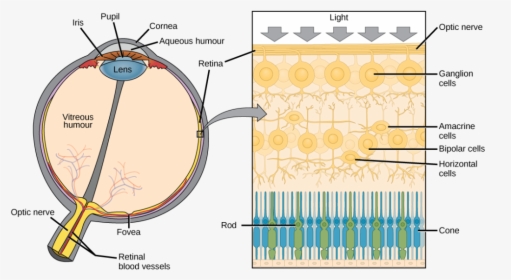The Left Illustration Shows A Human Eye, Which Is Round, HD Png Download, Transparent PNG