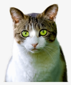 Cat Green Eyes, HD Png Download, Transparent PNG