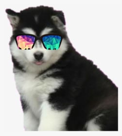 #puppy #husky, HD Png Download, Transparent PNG