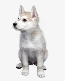 Dog, Pet, Isolated, Animal, Friendship, Trust, Puppies, HD Png Download, Transparent PNG