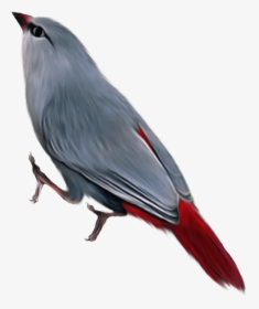 Birds - Passaros Exoticos Png, Transparent Png, Transparent PNG