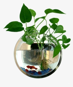 Plant Fish Bowl, HD Png Download, Transparent PNG
