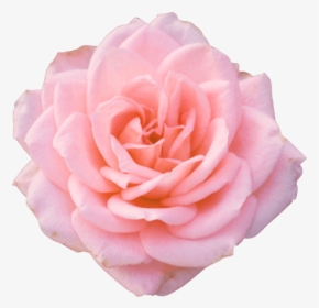 Istock Images Roses, HD Png Download, Transparent PNG