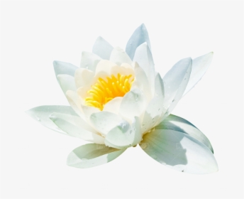 Water Lily, HD Png Download, Transparent PNG