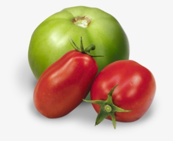 Red And Green Tomatoes Png, Transparent Png, Transparent PNG