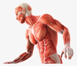 Anatomy And Physiology Png, Transparent Png, Transparent PNG