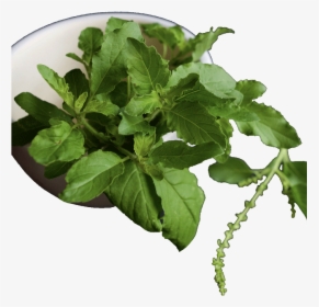Tulsi Plant Growth Stages, HD Png Download, Transparent PNG