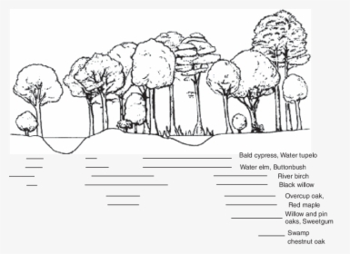 Lowland Vegetation Distributions Associated With Varying - Sketch, HD Png Download, Transparent PNG