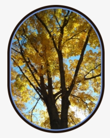 2018 10 22 Yellow Tree - Circle, HD Png Download, Transparent PNG