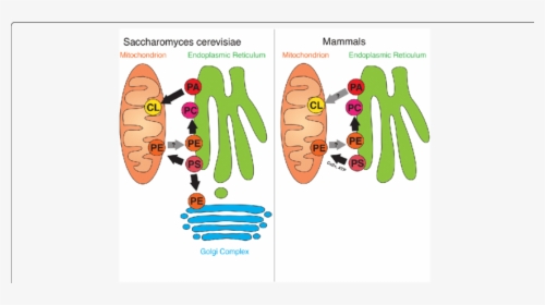 Overview Of Er-mitochondria Lipid Flux In Yeast And - Phosphatidic Acid Endoplasmic Reticulum, HD Png Download, Transparent PNG