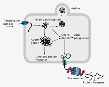 Endoplasmic Reticulum Associated Protein Degradation - Endoplasmic Reticulum Associated Degradation, HD Png Download, Transparent PNG