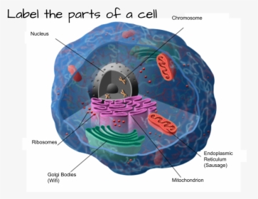 Cells Anatomy, HD Png Download, Transparent PNG