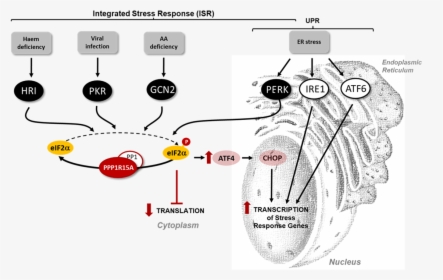 Integrated Stress Response And Disease, HD Png Download, Transparent PNG