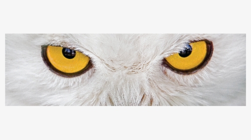 Owl Eyes Rear Window Graphic By Adventure Graphics - Owl Stock Photo Free, HD Png Download, Transparent PNG