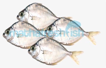Gulf Flounder, HD Png Download, Transparent PNG