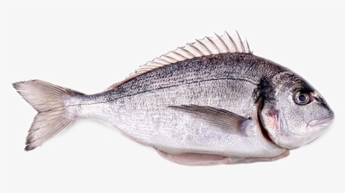 Red Seabream, HD Png Download, Transparent PNG