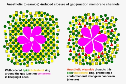 Anesthetic Oleamide-induced Closure Of Gap Junction - Gap Junction, HD Png Download, Transparent PNG