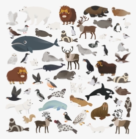 Marco Polo Arctic Animals , Transparent Cartoons - Marco Polo Arctic Animals, HD Png Download, Transparent PNG