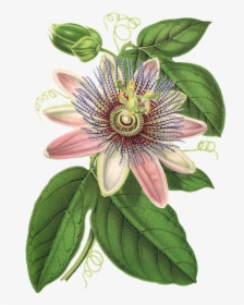 Passion Flower, Flower, Plant, Blossom, Bloom, Vintage - Passion Flower Png, Transparent Png, Transparent PNG