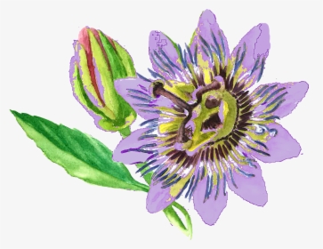 Passionflower - Passion Flower Png, Transparent Png, Transparent PNG
