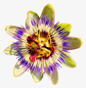 Passion Flower No Background, Hd Png Download , Png - Passion Fruit Flower Png, Transparent Png, Transparent PNG