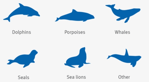 Dolphin, Porpoise, Whale, Seal And Sea Lion Silhouettes, HD Png Download, Transparent PNG