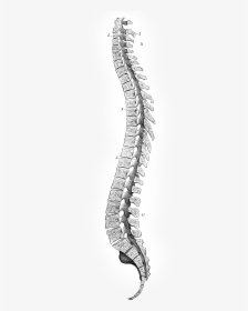 Clip Art Coluna Vertebral Png - High Resolution Spinal Cord, Transparent Png, Transparent PNG