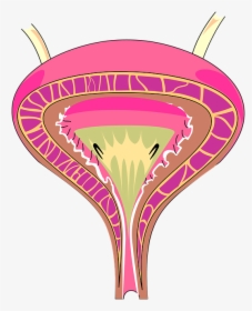 Interstitial Cystitis Clipart, HD Png Download, Transparent PNG