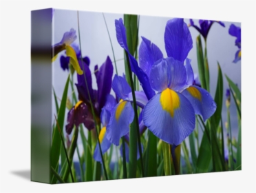 Irises Flowers Garden Purple - Irises, HD Png Download, Transparent PNG