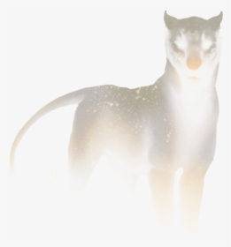 American Wirehair, HD Png Download, Transparent PNG