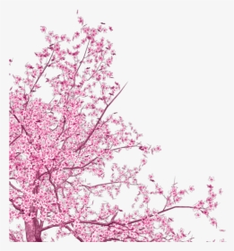 #freetoedit #corner #cherry #blossom - Cherry Blossom From Corner, HD Png Download, Transparent PNG