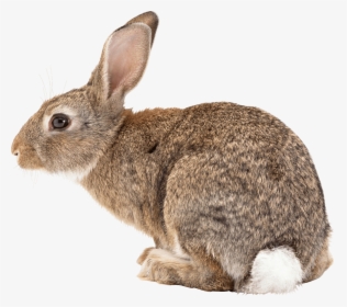 Brown Bunny With White Tail, HD Png Download, Transparent PNG