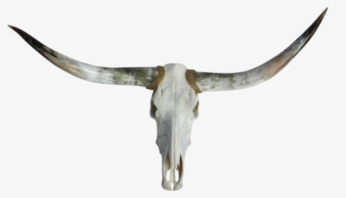 Texas Chairish Skull- - Skull, HD Png Download, Transparent PNG