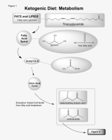 Ketosis Fat Metabolism Pathway, HD Png Download, Transparent PNG
