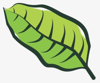 Leaf, Vegetable, Plantation, Plants, Vegetation, Green - Planta De Tabaco Dibujo, HD Png Download, Transparent PNG