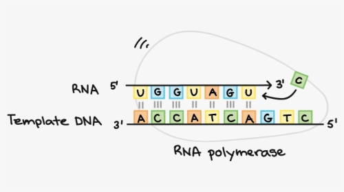 Rna Polymerase Synthesizes An Rna Strand Complementary - Circle, HD Png Download, Transparent PNG